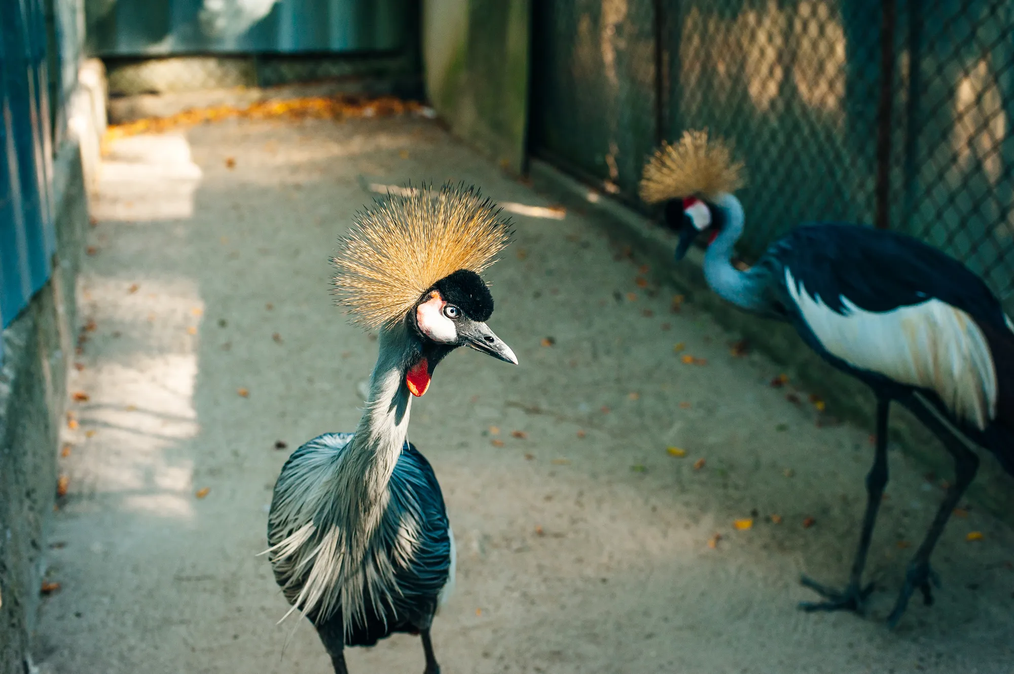 Phuket Bird Park - Chalong