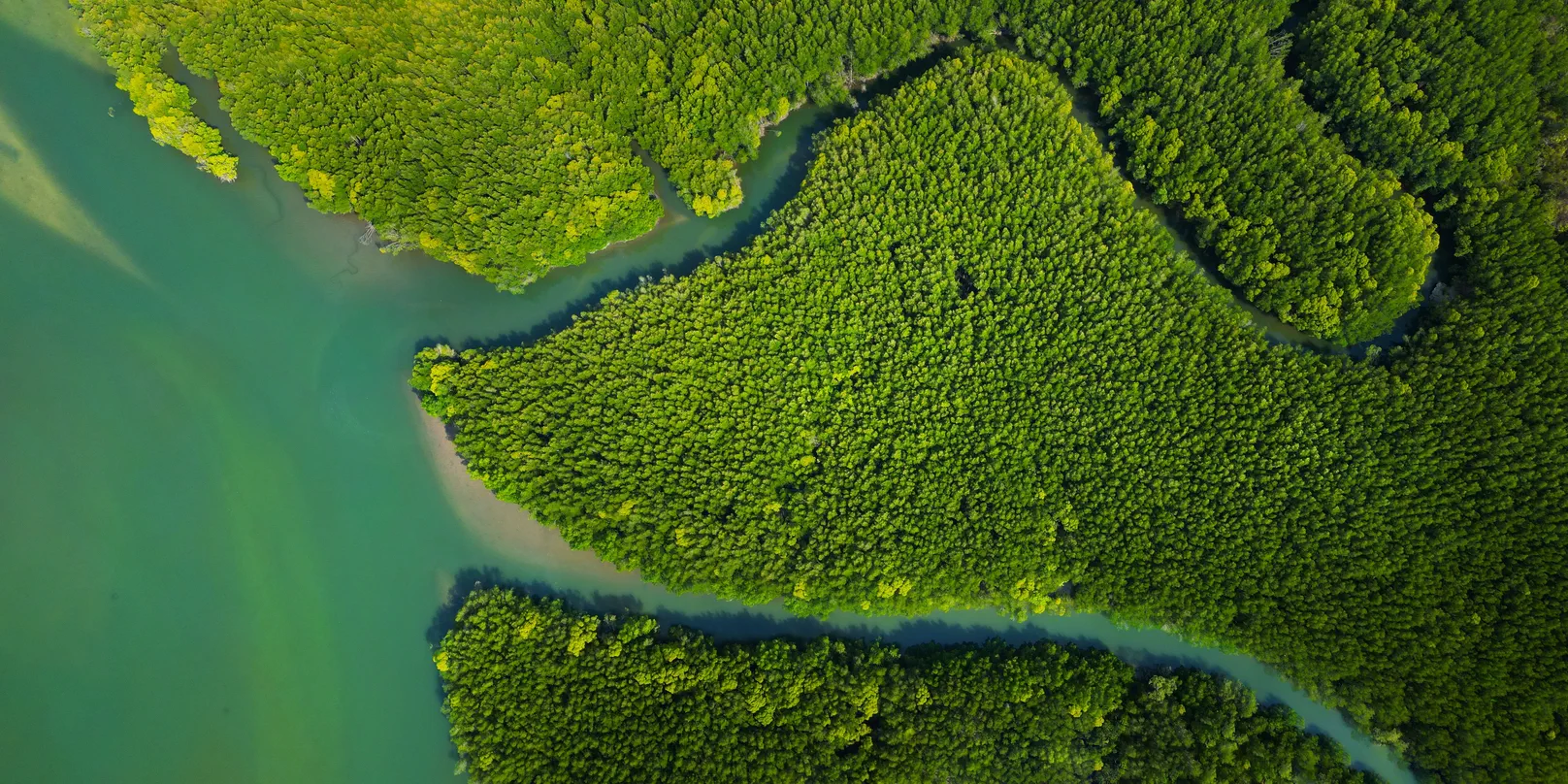 Ao Thalane Mangroves