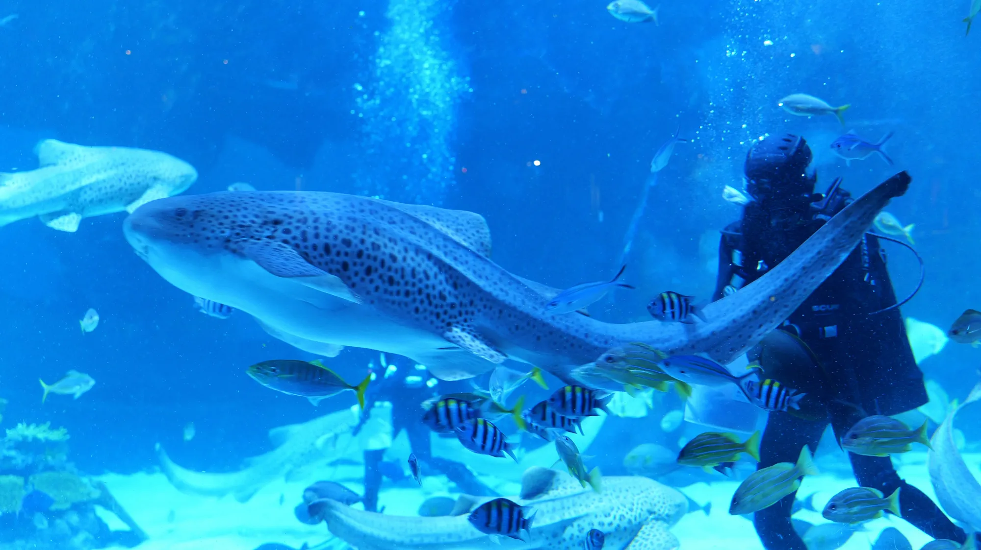 shark swimming at Aquaria Phuket
