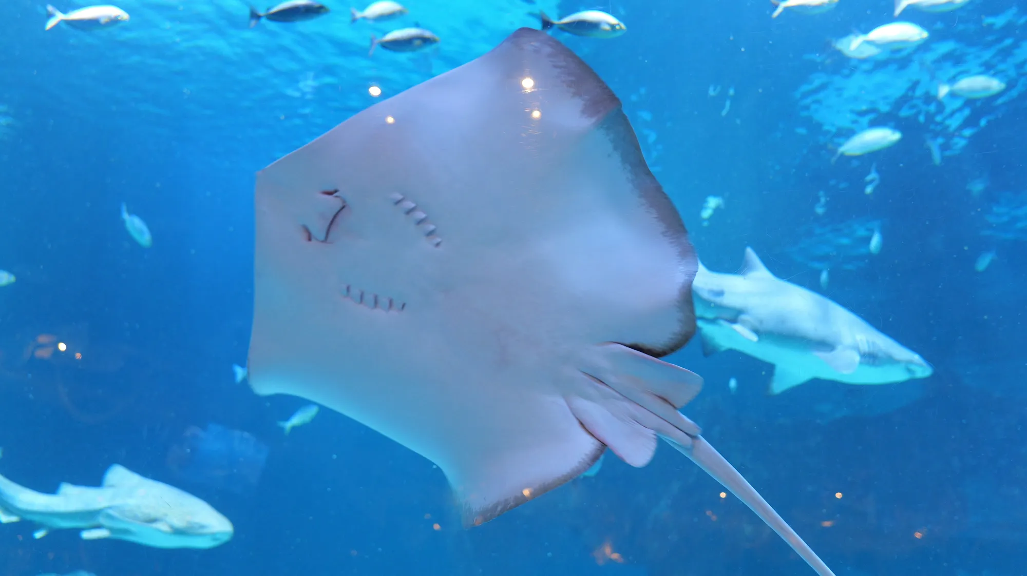 shark swimming at Aquaria Phuket