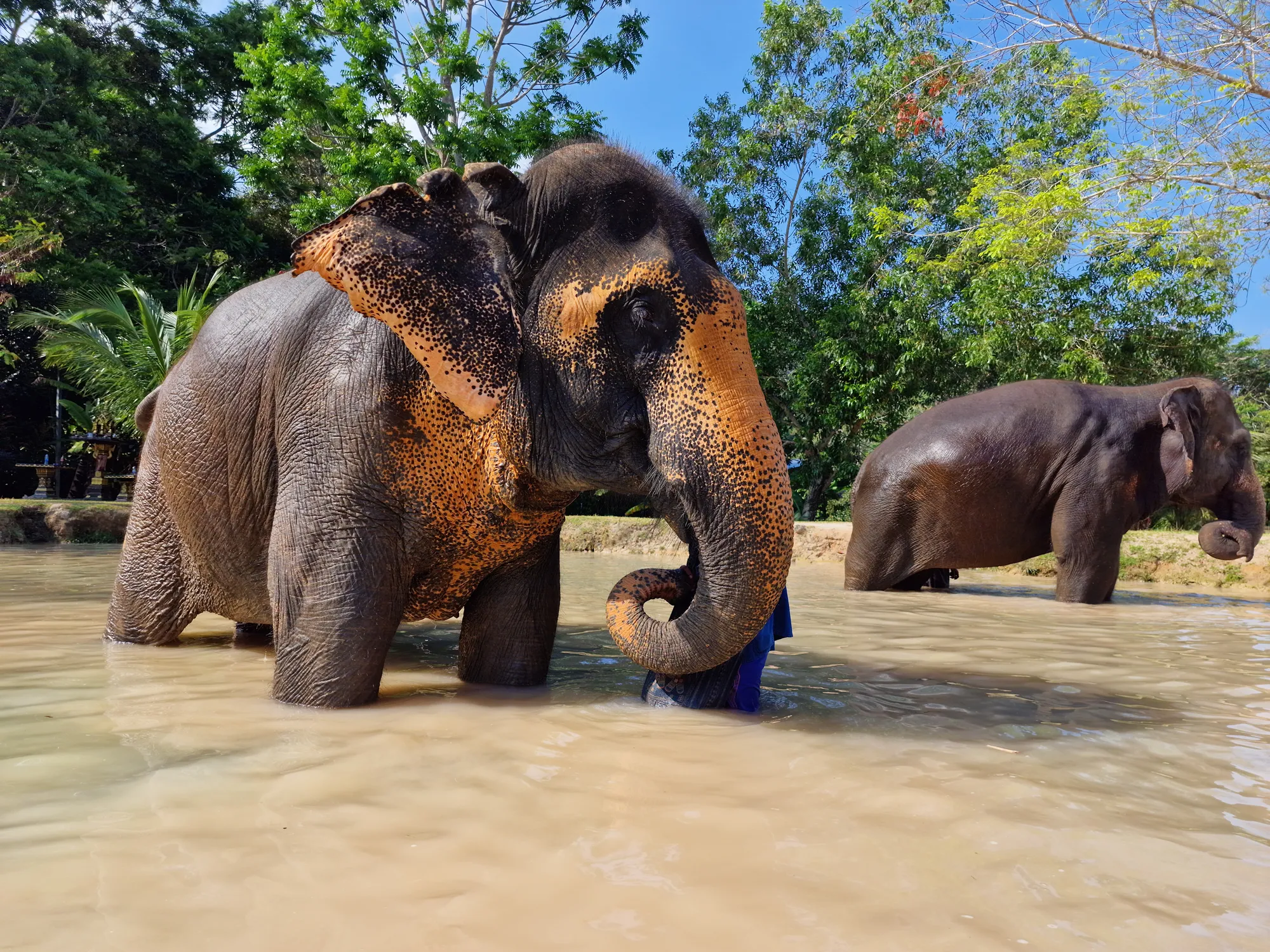Phuket Elephant Sanctuary