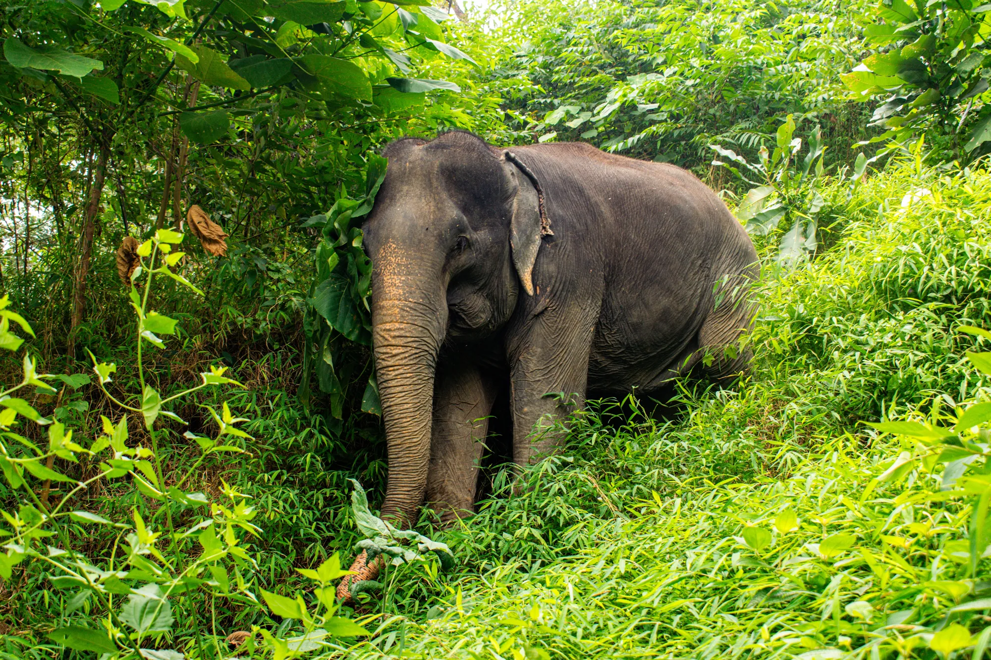 Phuket Elephant Sanctuary