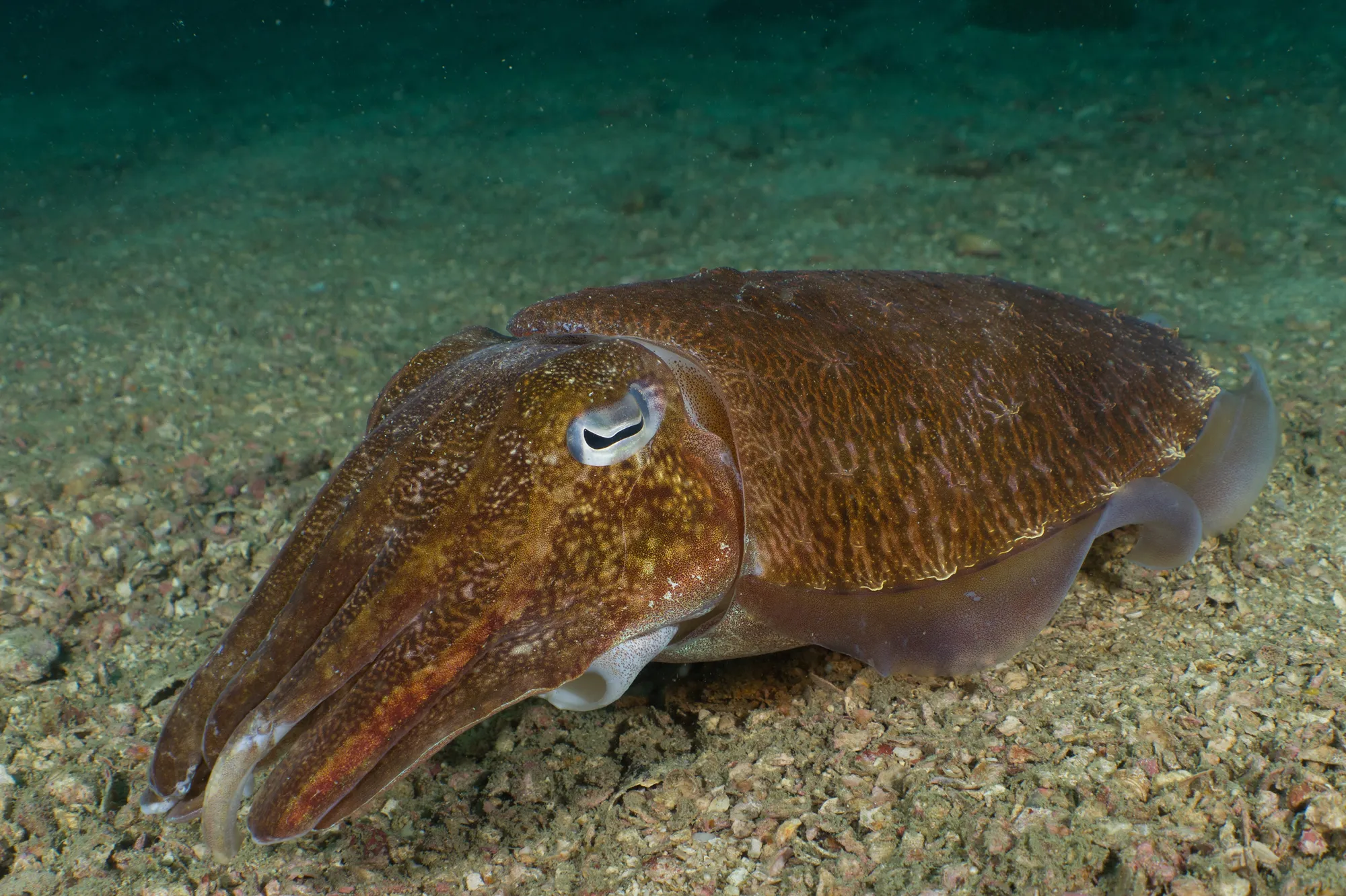 Diving at Shark Point in Phuket