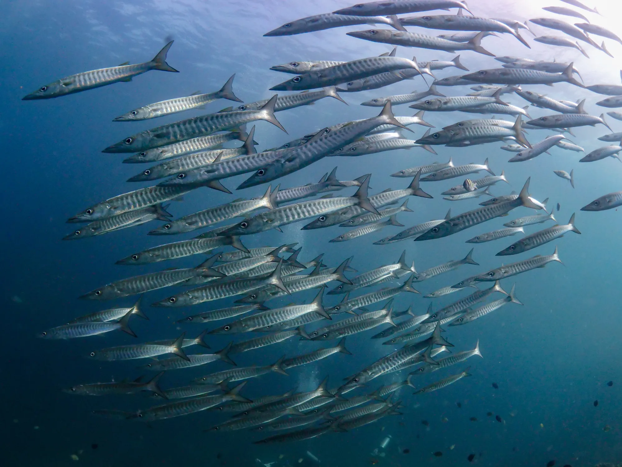 Diving at Shark Point in Phuket