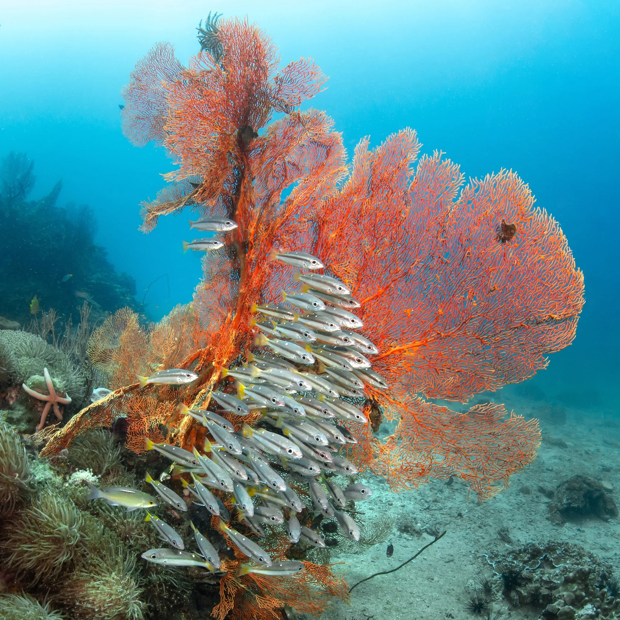 Diving at Shark Point in Phuket