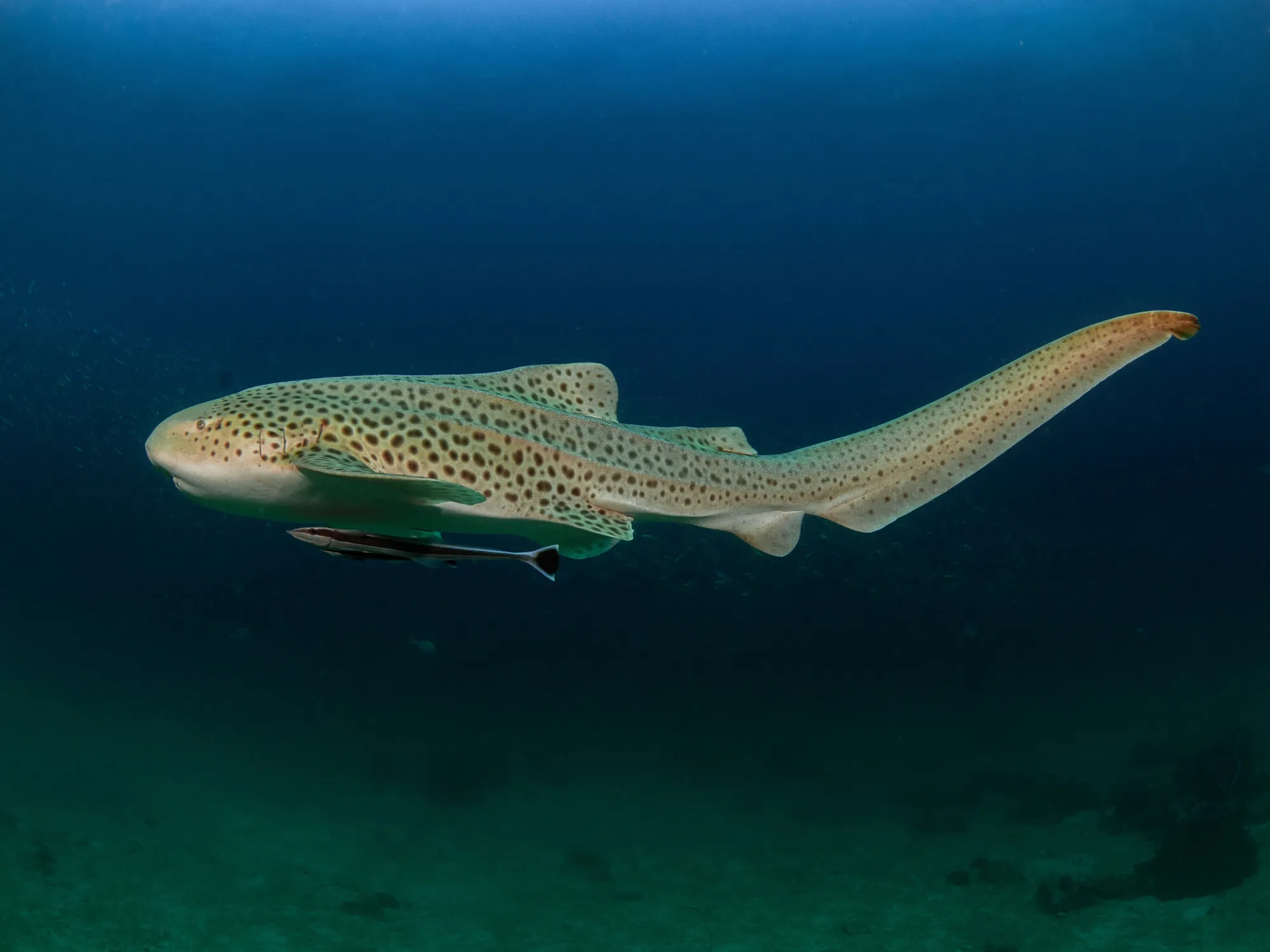 Diving at Shark Point in Phuket