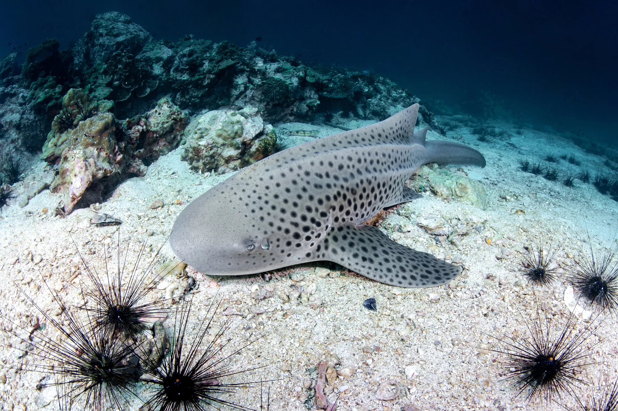 Scuba Diving Phuket Diving with Sharks at Shark Point Phuket