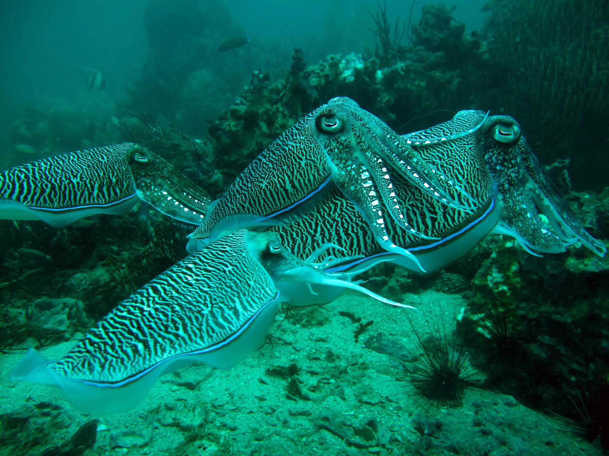Diving at Shark Point in Phuket