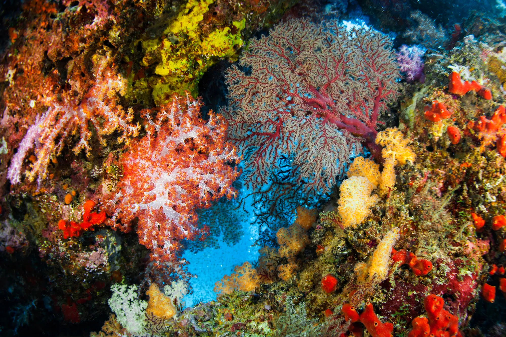 Coral Island Snorkelling Tour